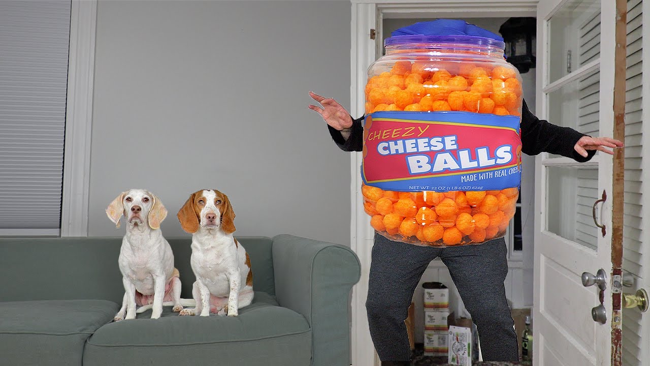 Giant Cheese Balls vs Funny Dogs Prank: Funny Dogs Maymo, Potpie, Penny & Cute Puppy Dog Indie