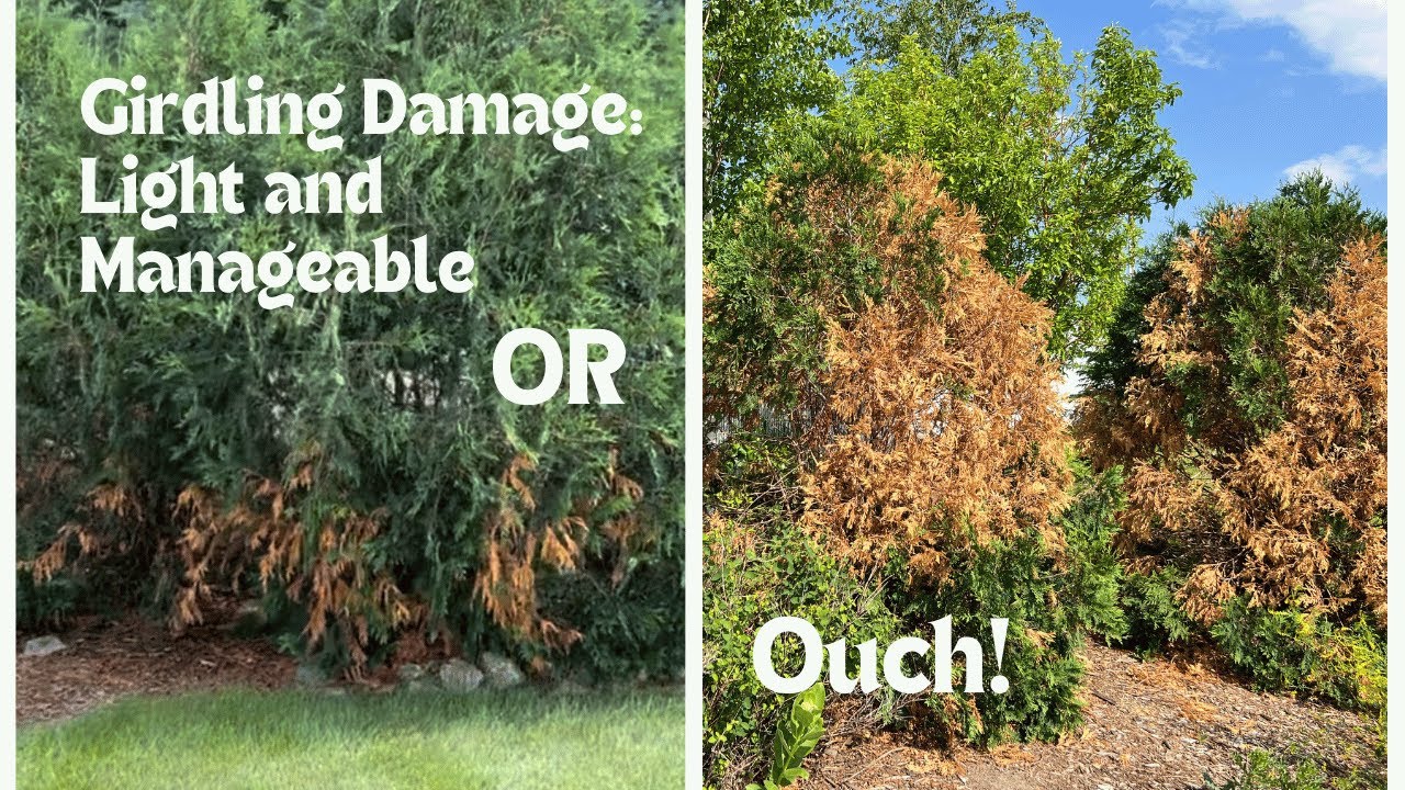 Girdling Damage On Techny Arborvitae