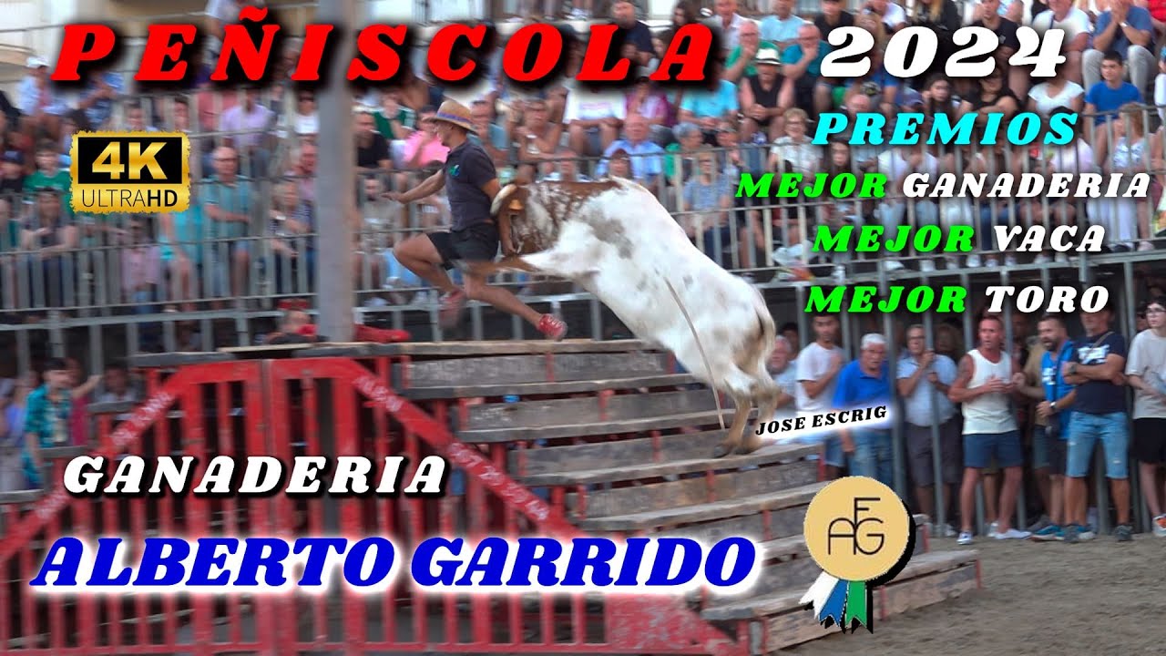 🔝🔝🔝GANADERIA VENCEDORA EN PEÑISCOLA 2024