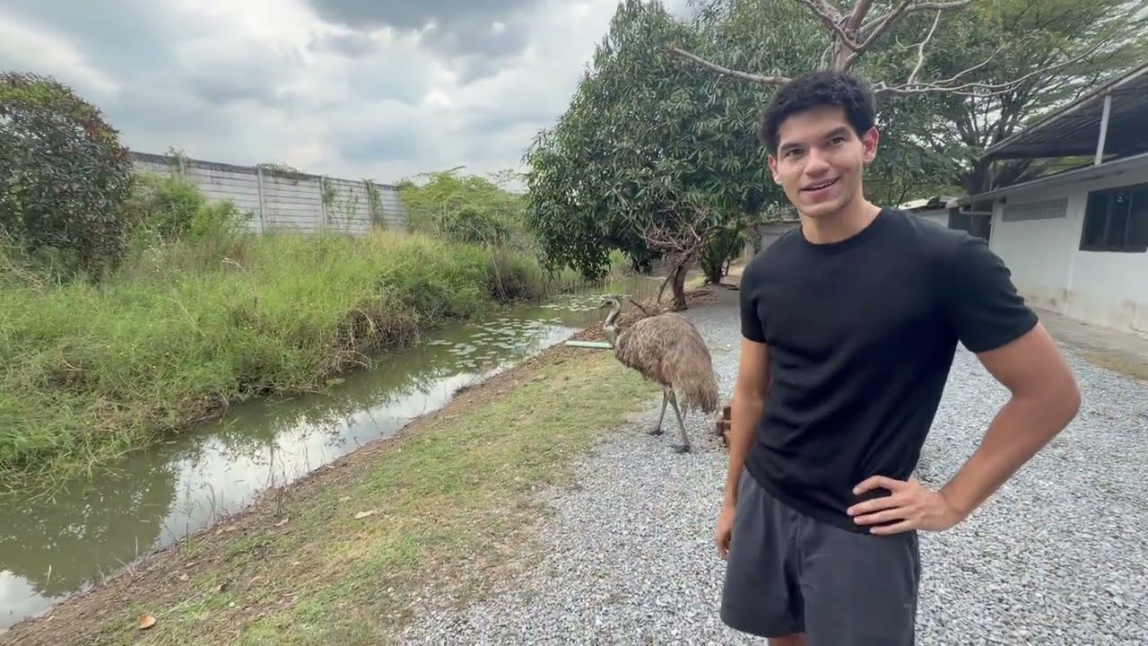 La manada ya se deja ver