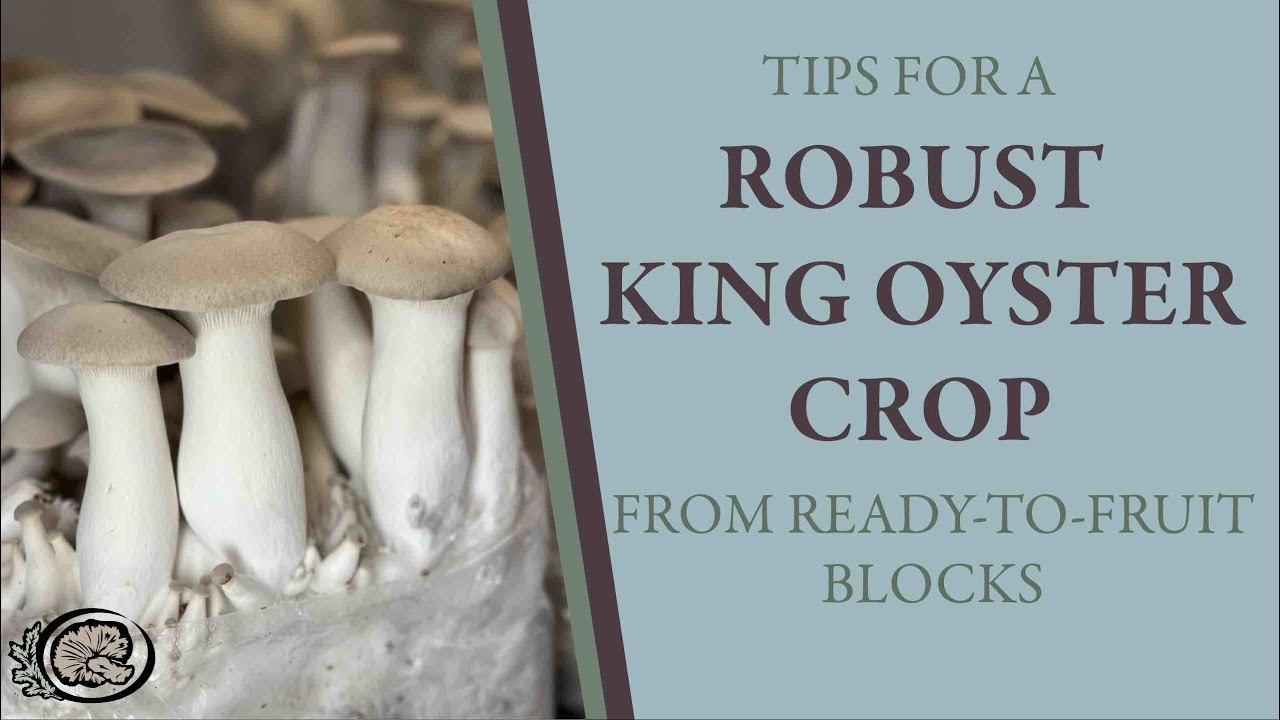 Tips for a Robust, Uniform King Oyster Crop from Ready-to-fruit Blocks