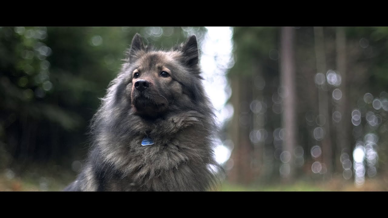 Test Footage Fujifilm X-T4 with Canon FD 50mm f1.4