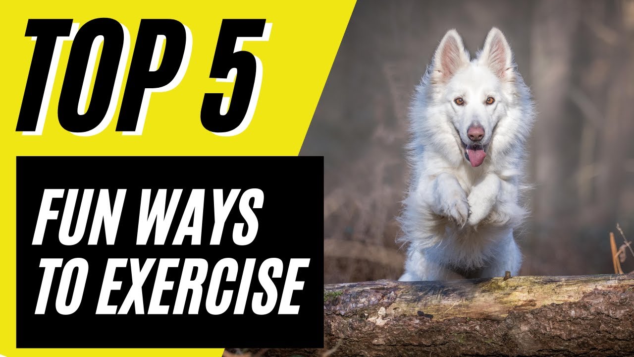 Top 5 FUN Ways to Exercise Your Dog Other Than Walking Your Dog | How to Tire Out a Dog
