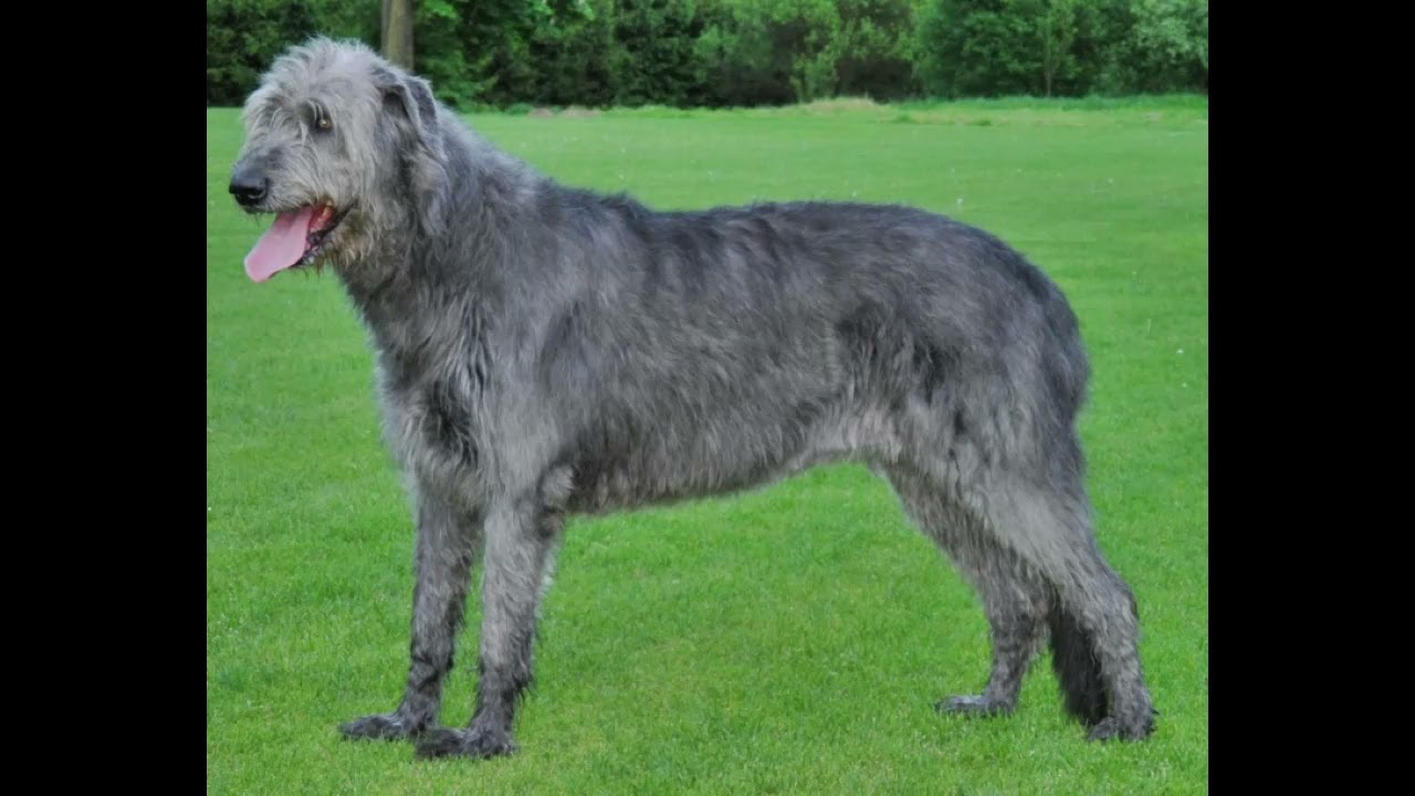 Woof, Woof, Woof, Goes the Wolfhound - John Finnemore's Souvenir Programme - Series 9