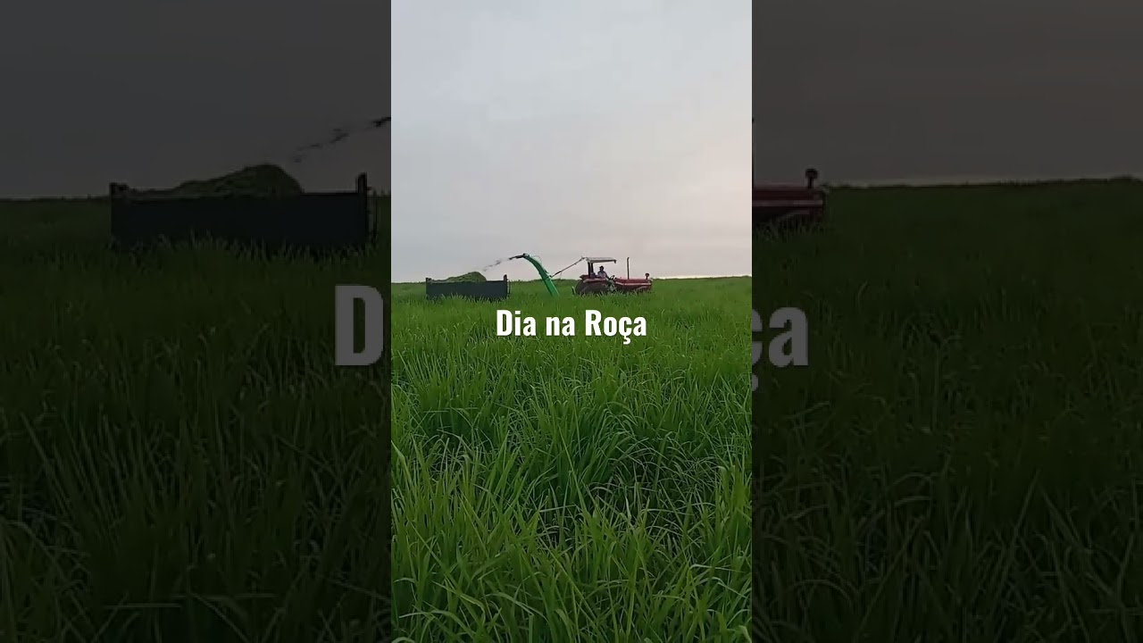Dia na ro&ccedil;a - Fazendo Silagem de Capim Momba&ccedil;a ✅ INSCREVA NO NOSSO CANAL#shorts #dia_na_roca