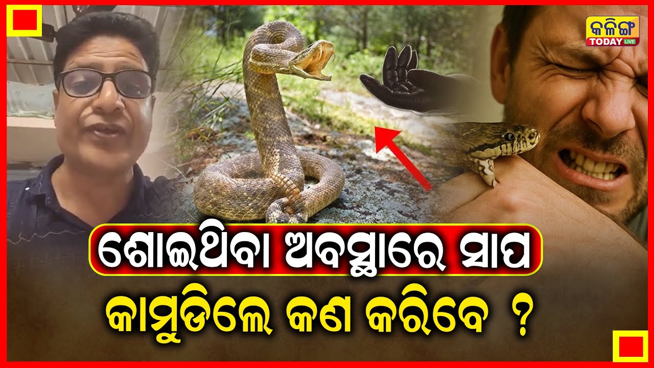 ସାପ କାମୁଡିଲେ କଣ କରିବେ ? କହିଲେ ଟଙ୍କାକିଆ ଡାକ୍ତର ।। Kalinga Today Live ।।