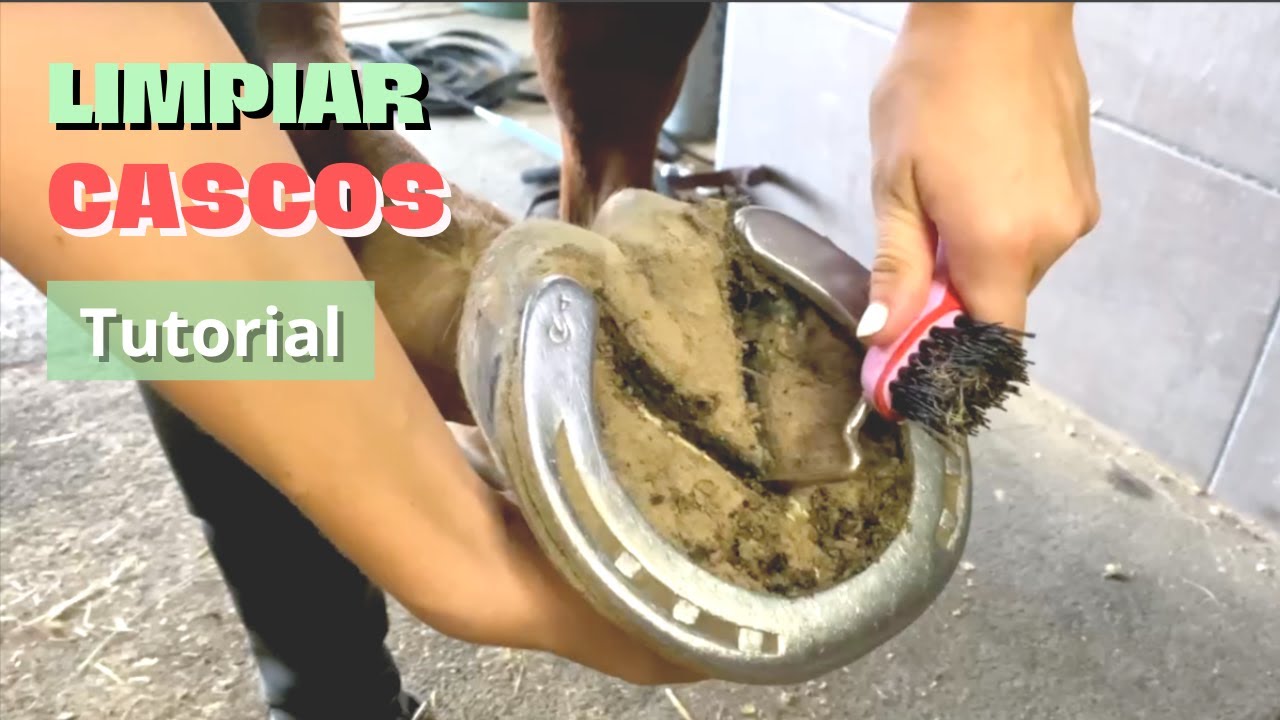 Cómo limpiar los cascos de tu caballo | Tutorial