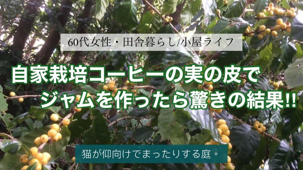 自家栽培コーヒーの実の皮でジャムを作ったら驚きの結果‼︎ 猫が仰向けでまったりする庭。草刈り機で芝刈り大好き。