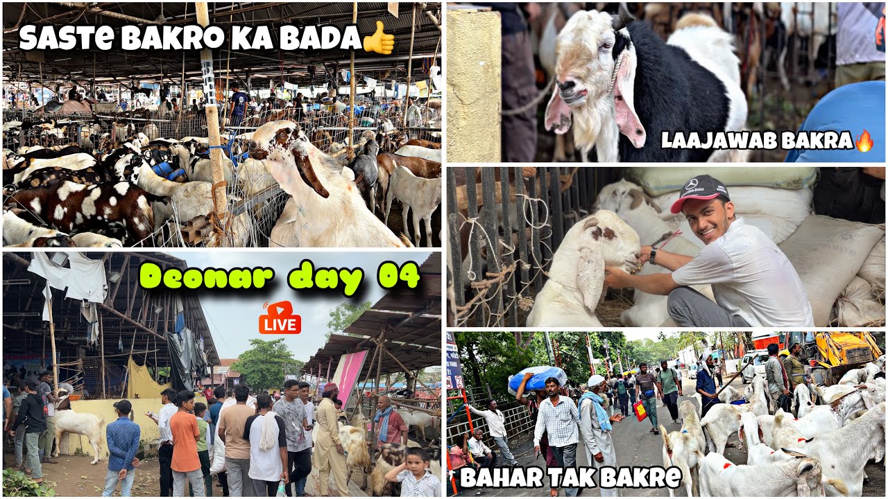 Deonar Bakra Mandi Day 04 Update || Saste Bakro Ka Bada || Zaid Ansari Vlogs #deonarmandi #2025