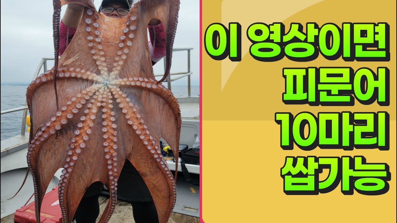 [동해 피문어 입문자를 위한 액션법] 피문어 두자릿수 조황 핵심 액션방법은?