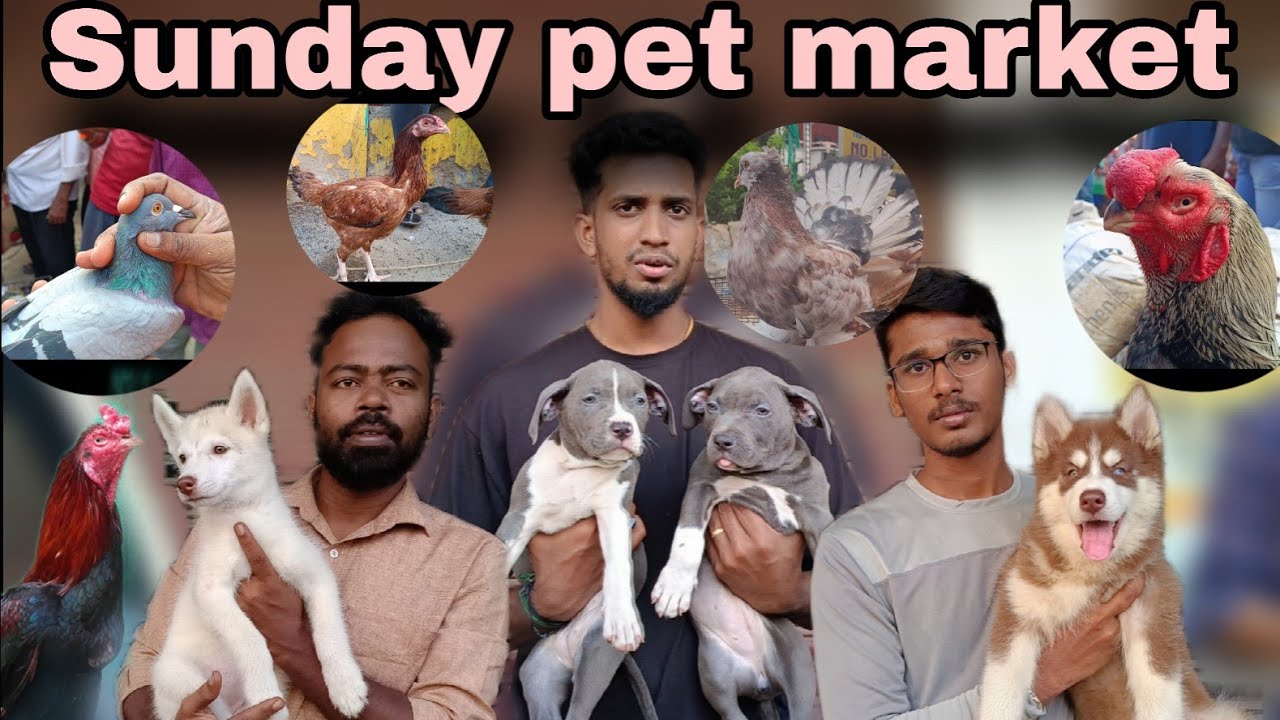 Broadway Sunday pet market Chennai, குறைந்த விலையில் செல்லப்பிராணிகள் வாங்கும் இடம் ❣️❣️, dogs,cat