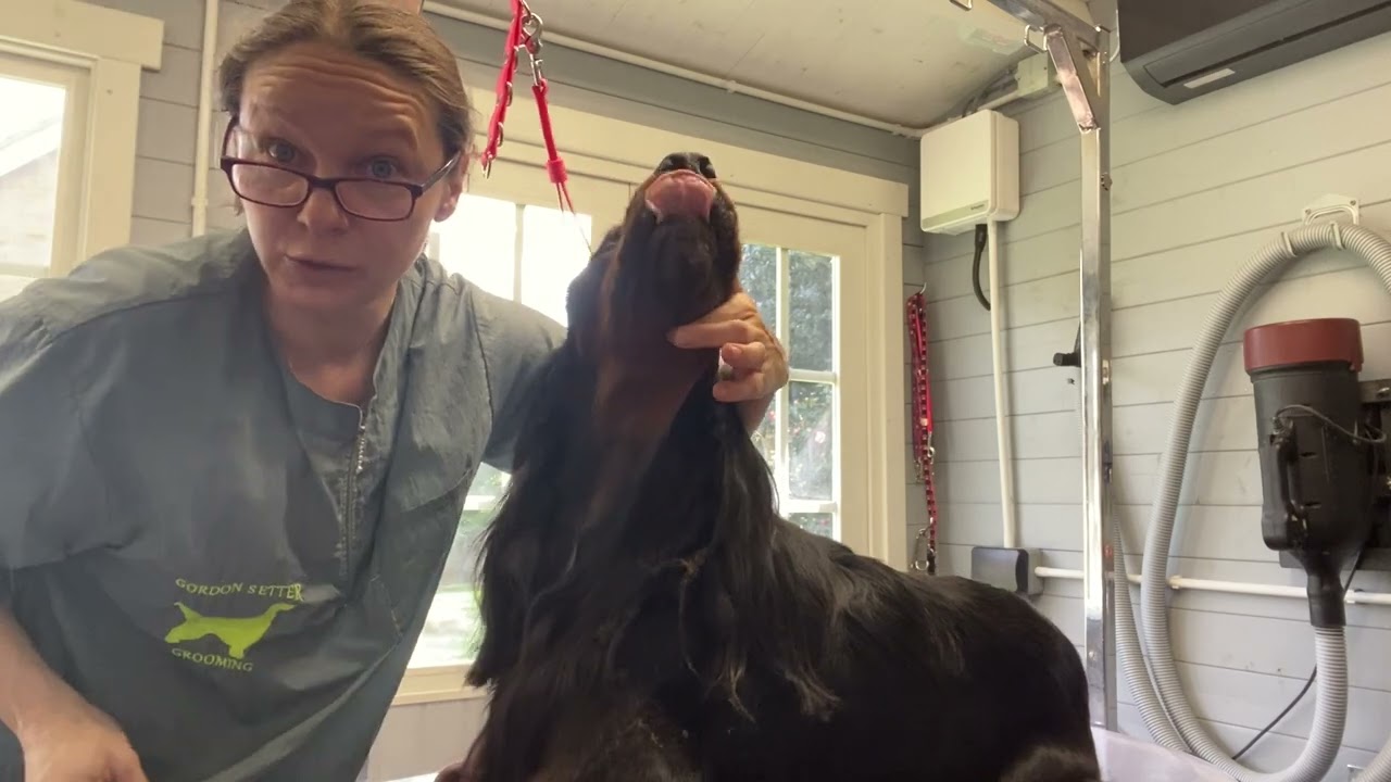 Gordon setter grooming - trimming the ears and neck