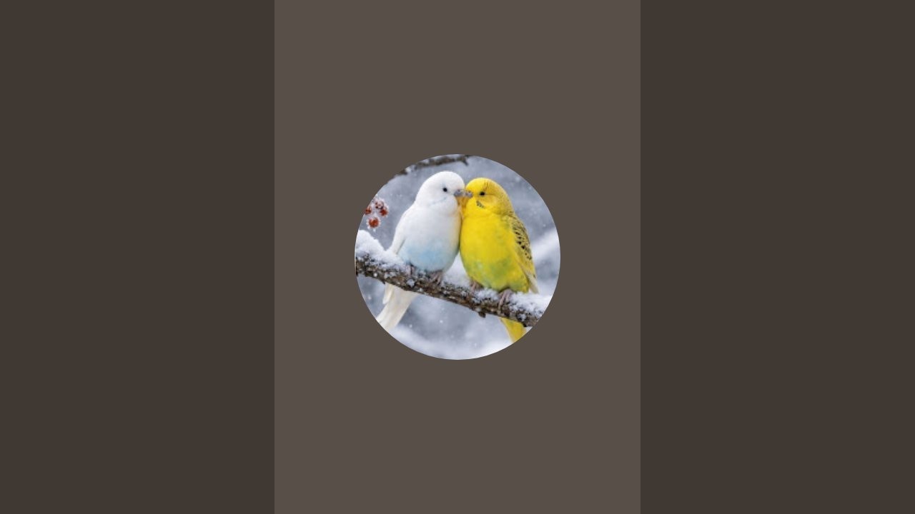 My Lovebirds درحال پخش است!739