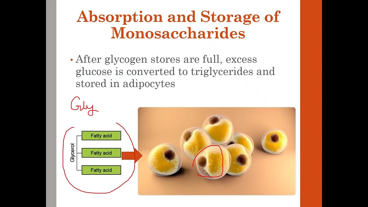 Carbohydrate Digestion and Absorption