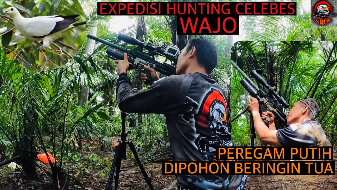 POHON BERINGIN TUA INI, TEMPAT TRANSIT BURUNG PEREGAM PUTIH