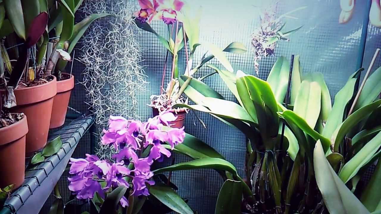 Cattleya Bowringiana & Pot. Chief Sweet Orange
