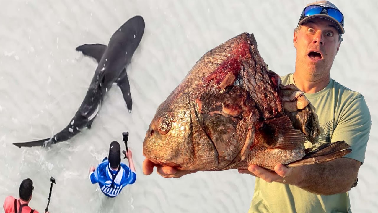 We Dropped some GIANT Baits for MONSTER Sharks!