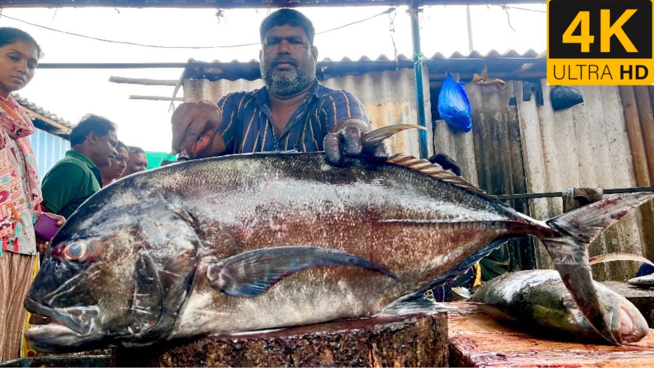 Paarai fish cutting video /fishcuttingrs#fish #kasimedu #fishcuttingrs 