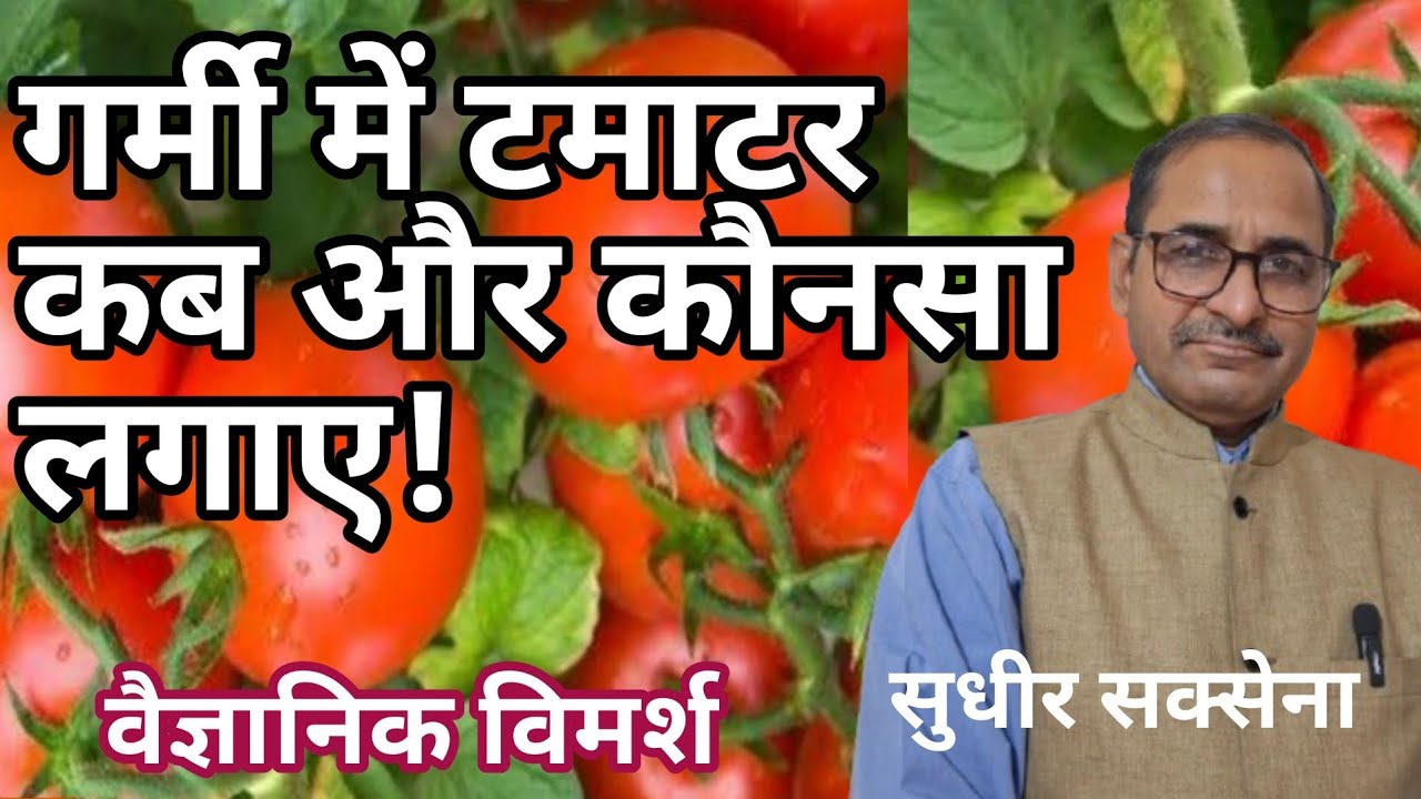 गर्मी के टमाटर की बेस्ट वैरायटी। गर्मी में कब और कोनसा टमाटर लगाए। टमाटर की नर्सरी कैसे तैयार करे।