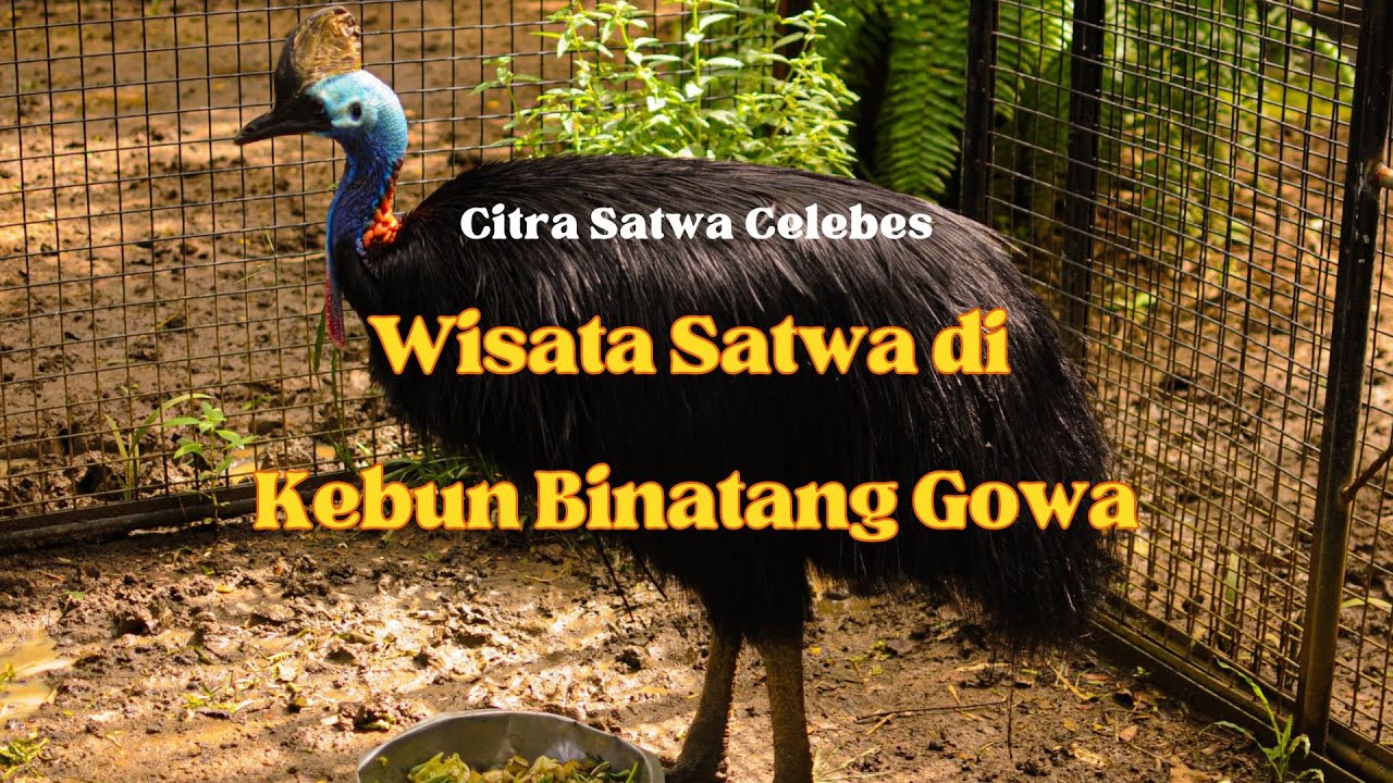Berwisata ke Kebun Binatang Gowa, Citra Satwa Celebes | Lihat Kangguru dan Musim Kawin Burung Merak