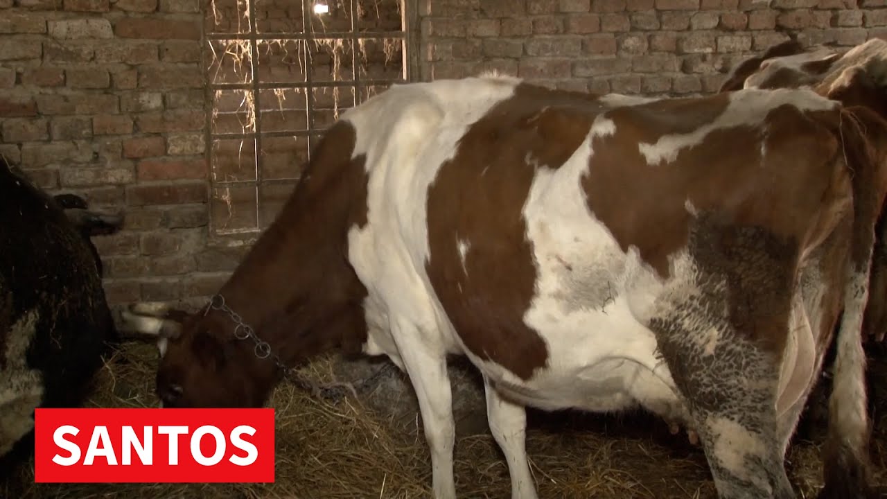 MLEČNO GOVEDARSTVO U MNOGO BOLJOJ SITUACIJI U ODNOSU NA PRETHODNE GODINE