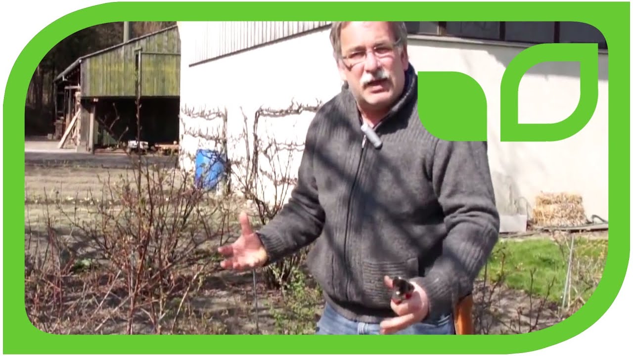 Wie schneide ich Heidelbeeren