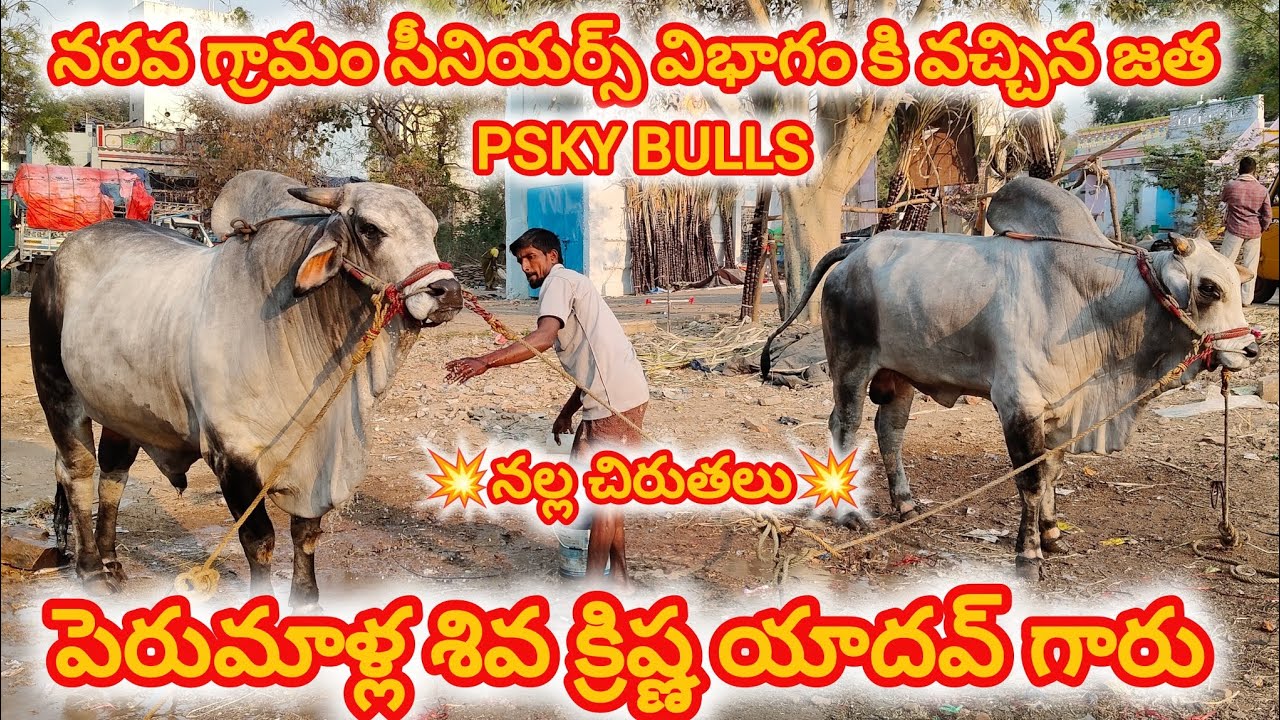 నరవ గ్రామం||సీనియర్స్ విభాగం కి వచ్చిన జత PSKY BULLS పెరుమాళ్ల శివ క్రిష్ణ యాదవ్ గారు 7-3-2026💥💥