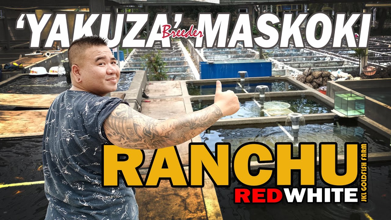 RANCHU RW CANTIK LEWAT SENTUHAN TANGAN DINGIN 'YAKUZA' MASKOKI INDONESIA | JKL GOLDFISH FARM