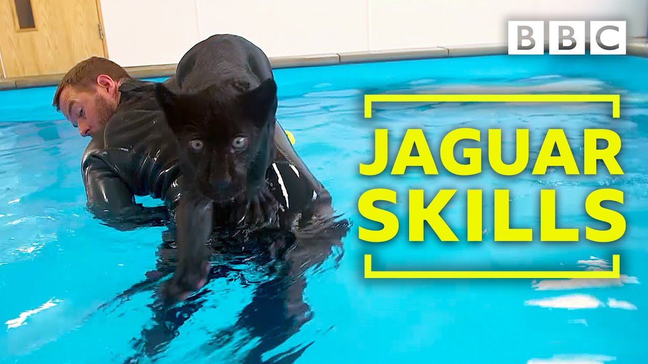 Baby jaguar's very first swim - BBC