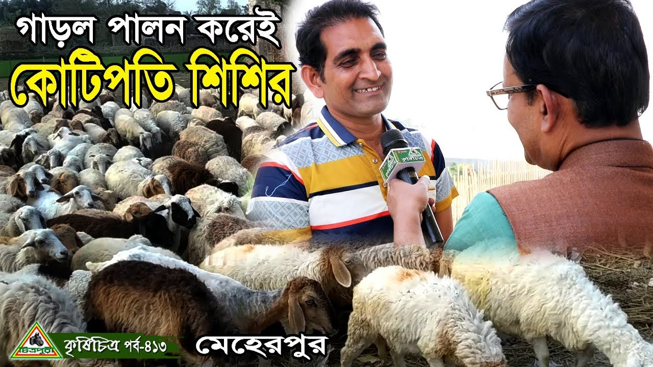 413-গাড়লের রাজ্যে একদিন,গাড়ল পালন করেই কোটিপতি মেহেরপুরের শিশির।গাড়লের খামার চিত্রপুরী কৃষিচিত্র।