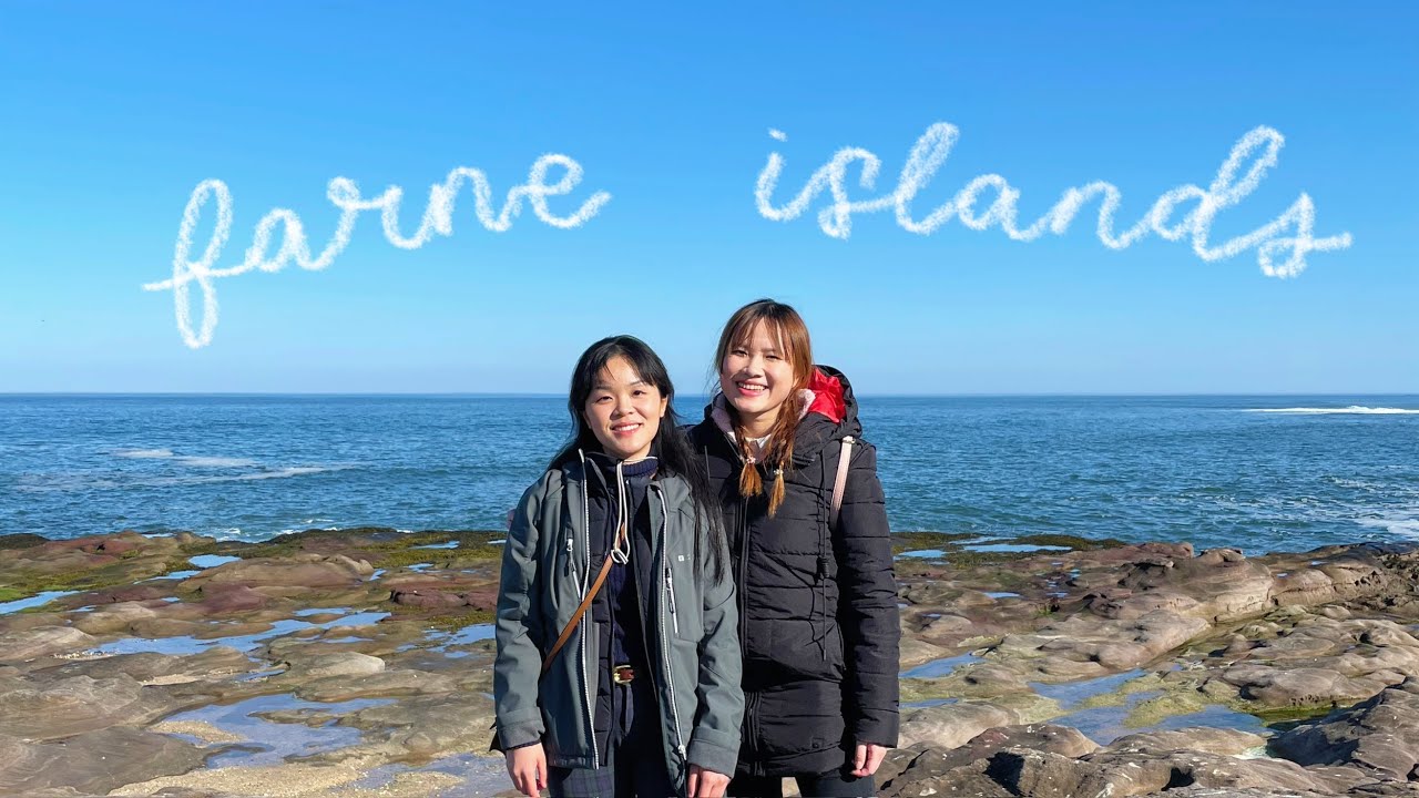 Edinburgh & Farne Islands 🐧🌊 seabirds boat trip & highland cows 🐄