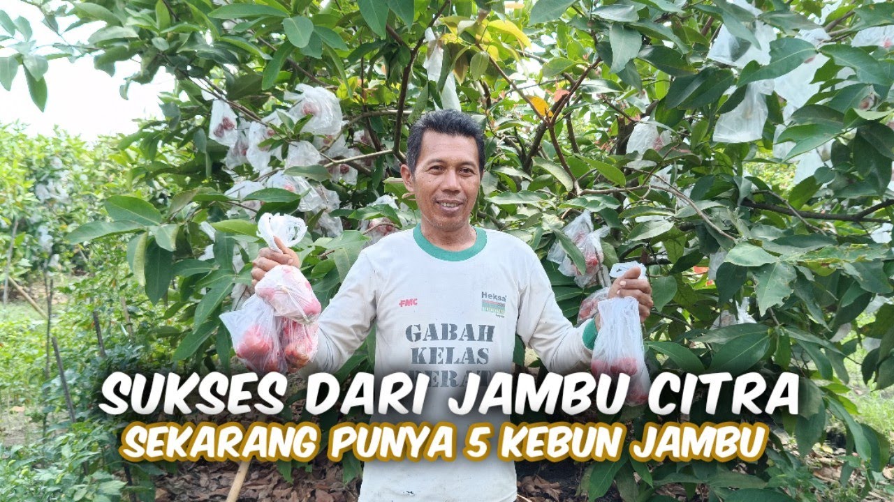 Petani Sukses Budidaya Jambu Citra, Hingga Punya 5 Kebun Jambu