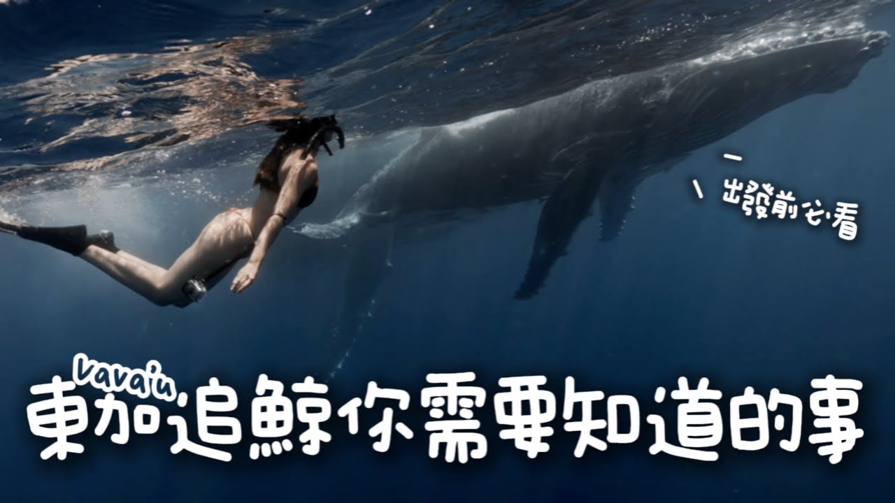 東加追鯨你需要知道的事！費用大公開、航班、簽證、裝備、換匯、網路、注意事項 都在這！
