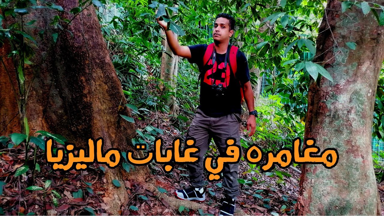 Adventure in the forests of Malaysia/ مغامره في غبات/ ماليزيا