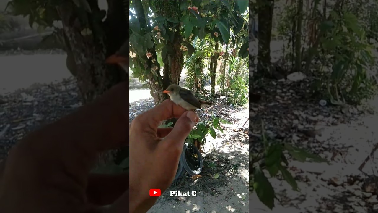 merilis burung cabe cabe