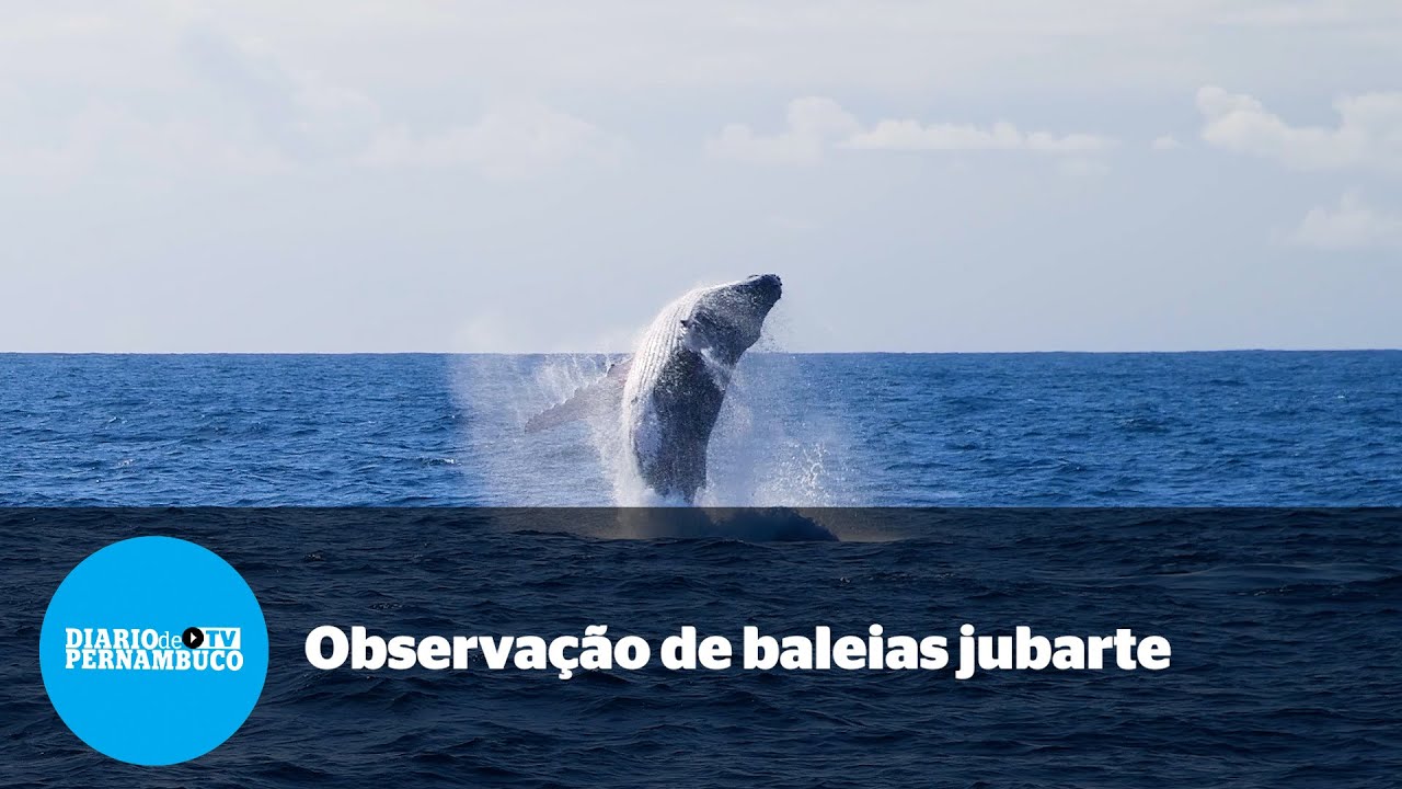Observação de baleias jubarte é opção de turismo no Espírito Santo
