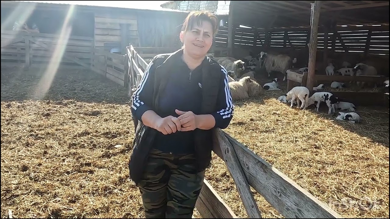 FERMĂ DE OI BREZE A DOAMNEI CORINA MORNEA .DIN VISINELUL .MURES .CRESTE OI DIN DRAGOSTE.FELICITARI