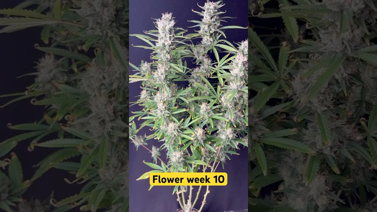 Example of Flower week 10!