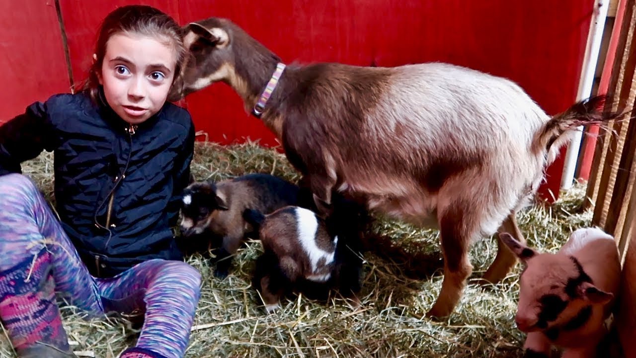 They're HERE! We Woke Up to BABY GOATS in the BARN