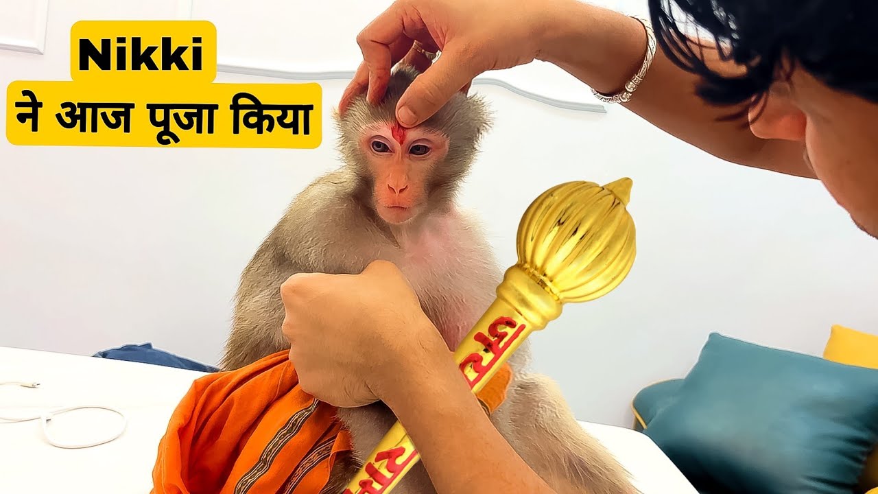 Nikki अब बड़ी हो गयी// #SumitCoolDubey #Prayagraj 
