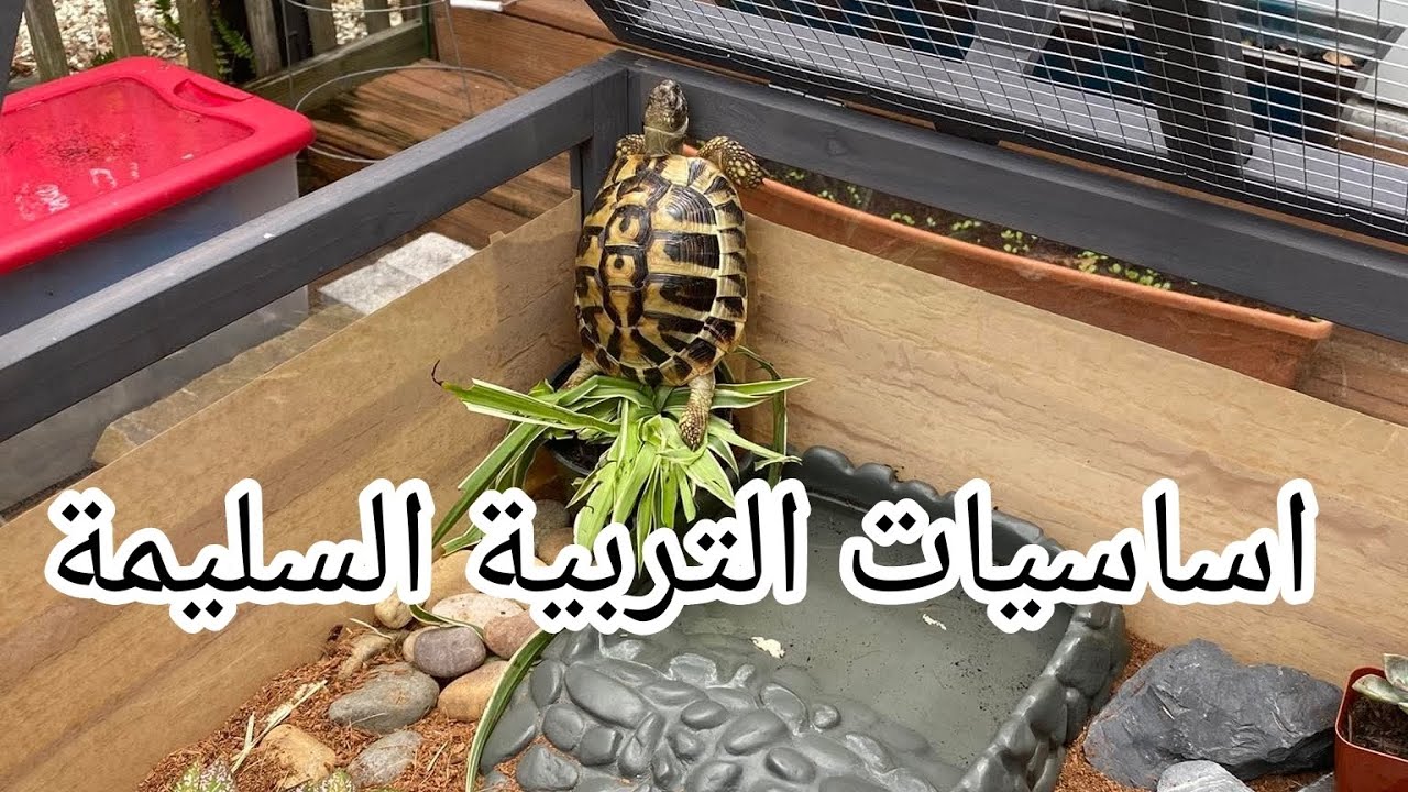 اساسيات التربيه السليمه للسلاحف