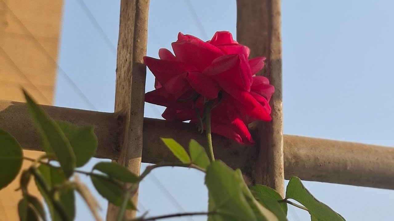 Roza life is live,  আসসালামু আলাইকুম