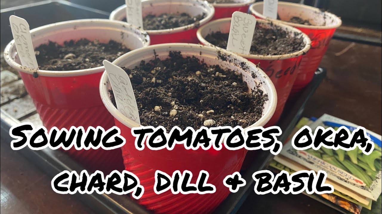 Sowing tomatoes, chard, okra, dill & basil