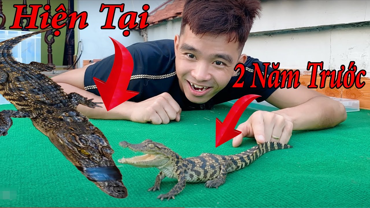C&aacute; Sấu Sau 2 Năm Đ&atilde; Si&ecirc;u To Khổng!