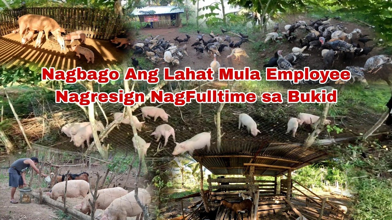Mula sa Pagiging Employee NagFulltime sa Bukid Nag alaga ng Iba ibang Hayop Paano Nag umpisa