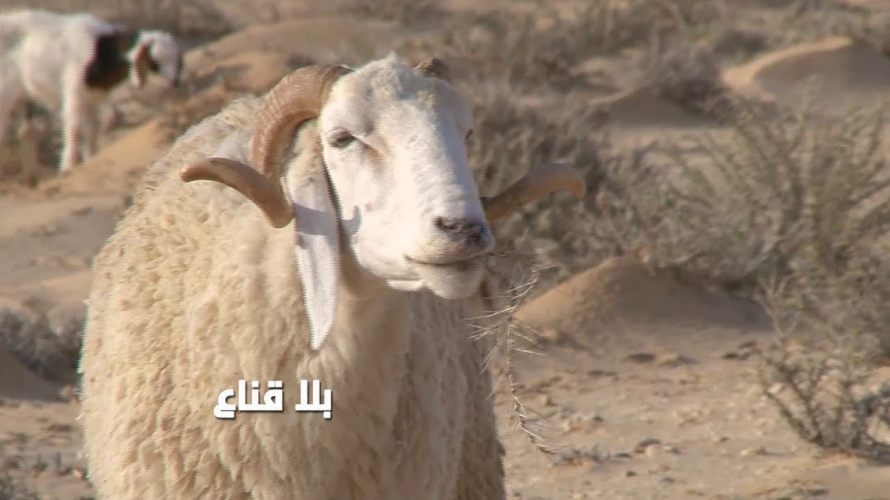 !! براكاج لراعي بسبب علوش العيد..لوبيات الأعلاف تداهم الفلاحين وورطة كبيرة في العيد بسبب نقص المواشي
