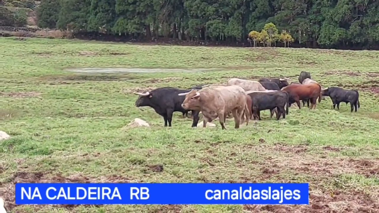RB  Mais um dia na caldeira ver as feras RB 06 01 2026