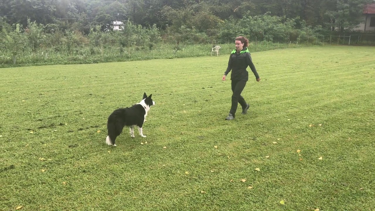 Kira -  Obedience training