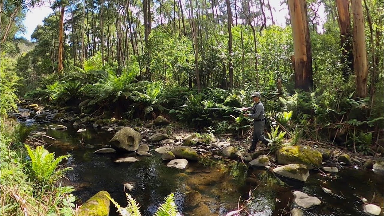 Sight Fishing For Brown Trout | Fly Fishing | South West Victoria, Australia