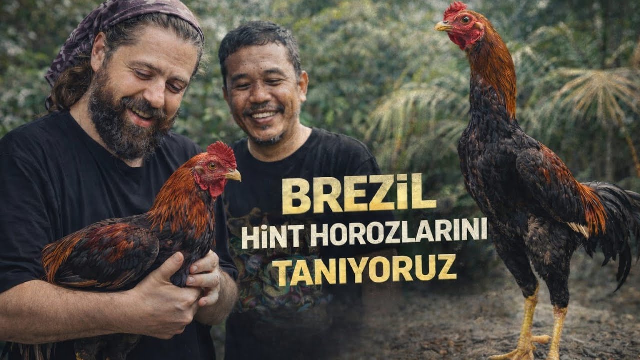 Brezil Horozu - Hint Horozu Türleri - Hindistan’dan Brezilya’ya Uzanan Soy– Brezil Horozun hikayesi